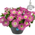 Afbeelding van HP27 Petunia Magenta white